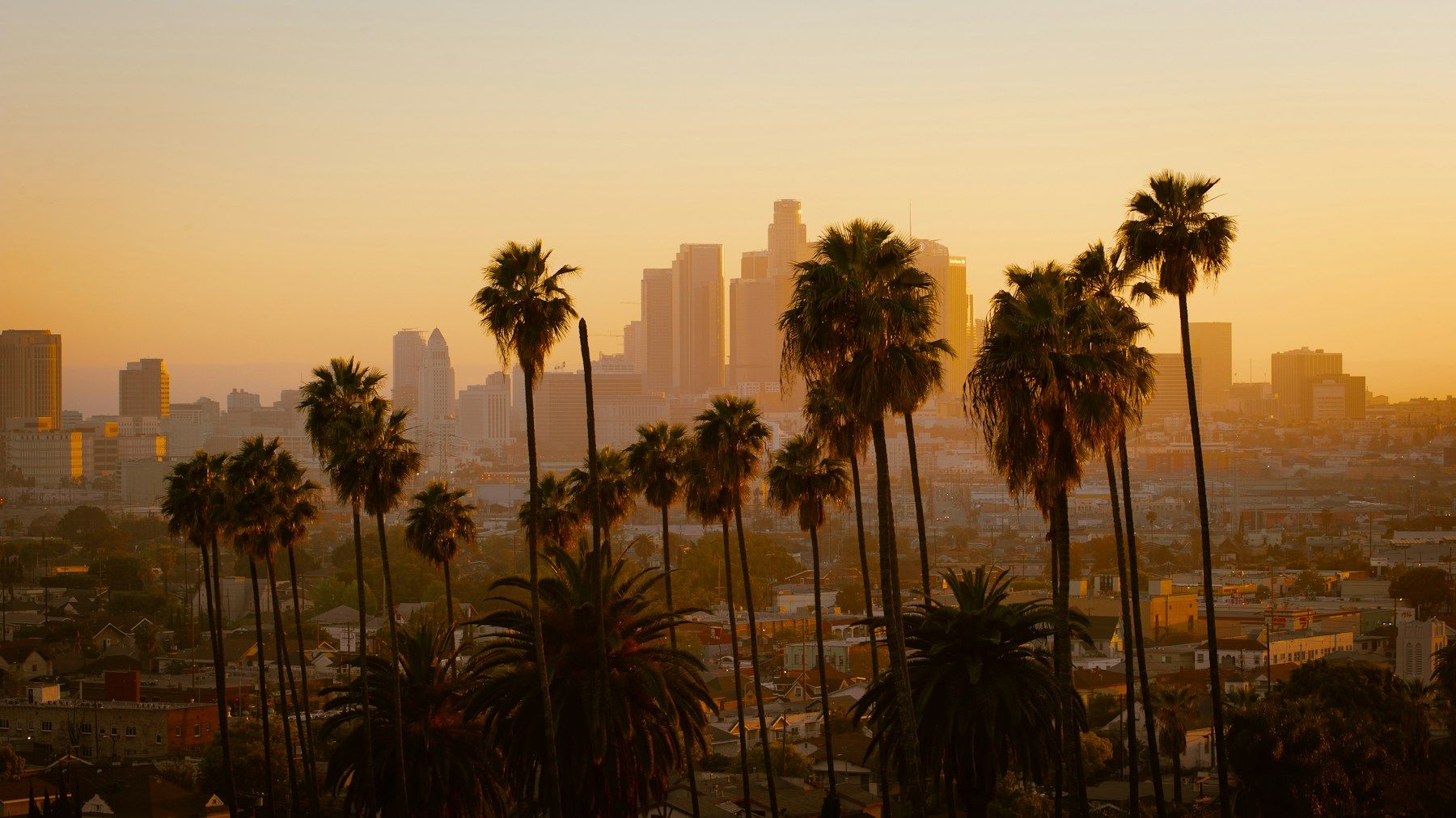 Downtown Los Angeles behind palm trees