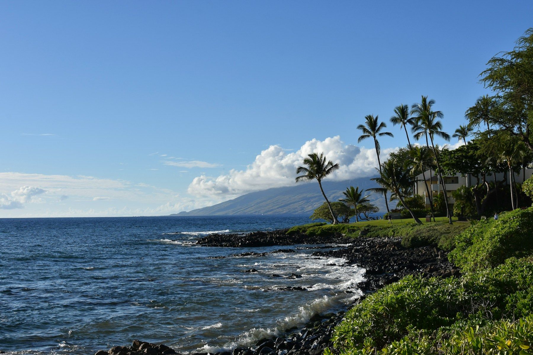 The Maui coast with palm trees