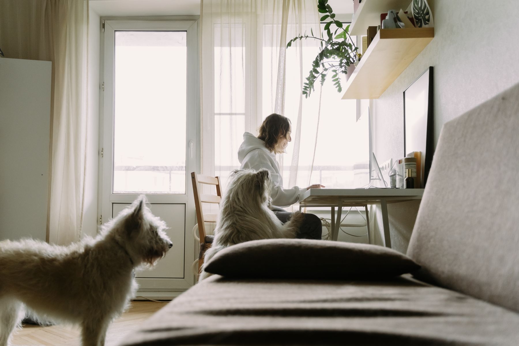 A person on the phone at home with their dog