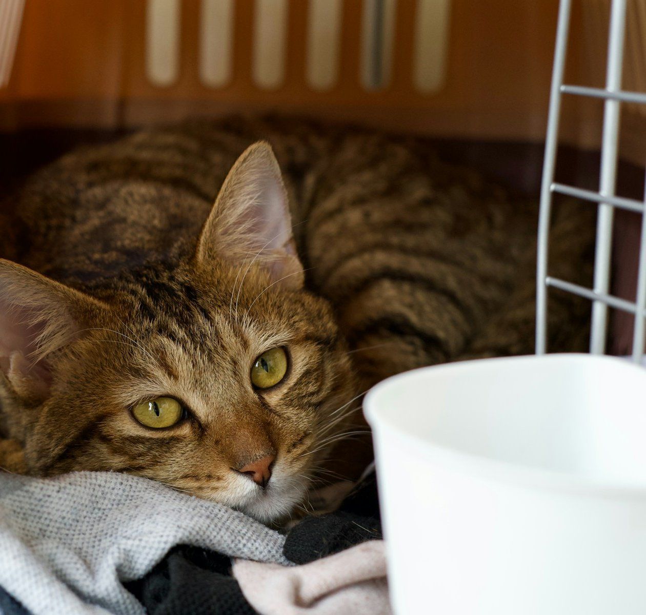 A cat sitting inside an open plastic crate