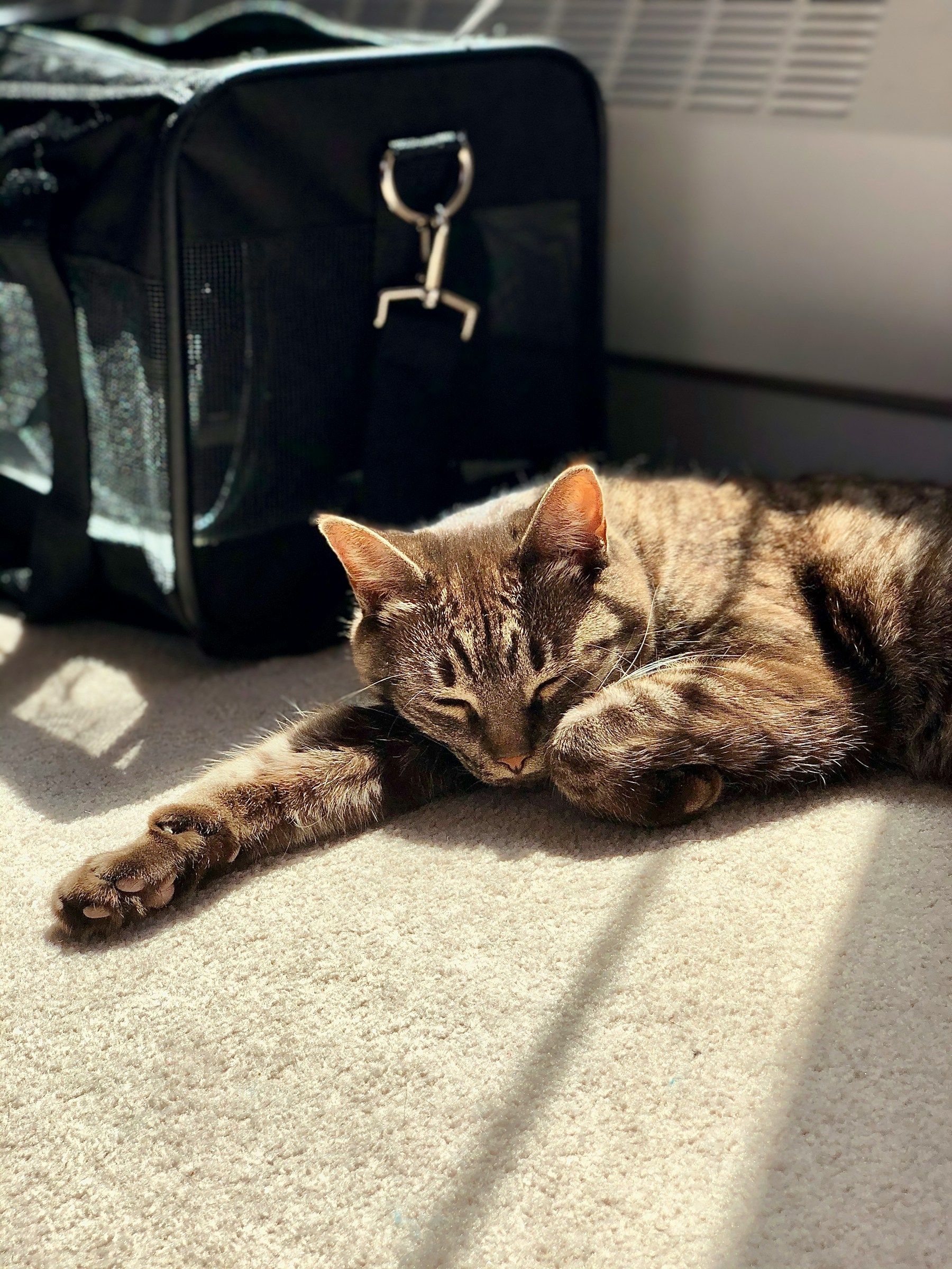 A cat looking out of a pet carrier