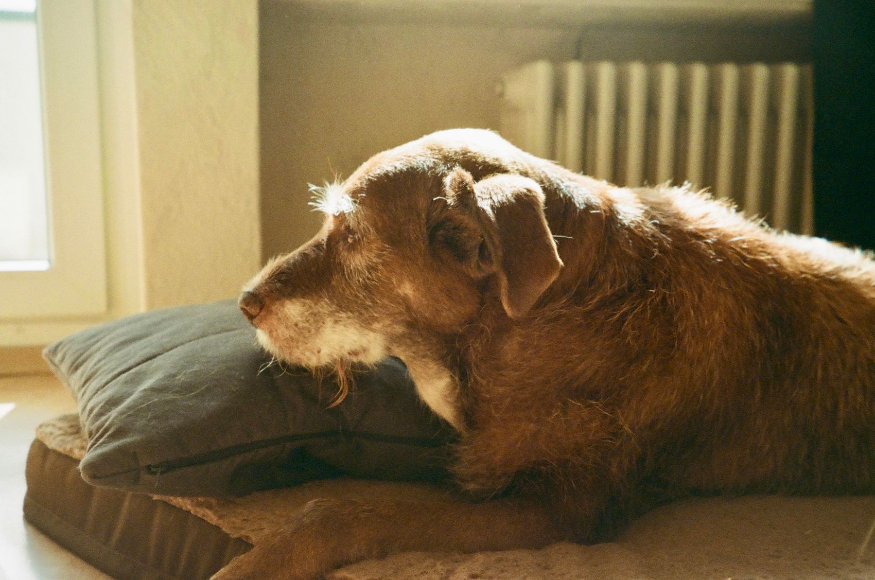 A gentle portrait of an older dog