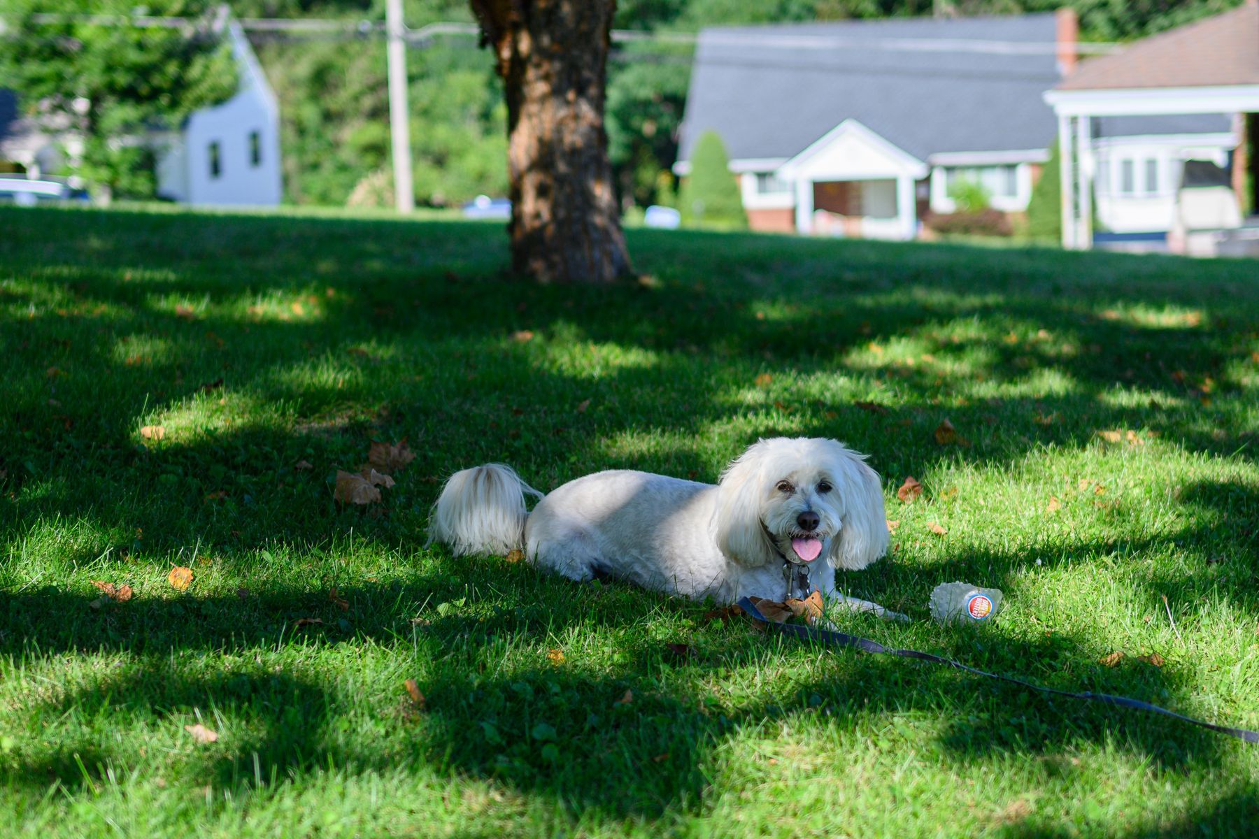 A dog resting in the shade on a hot day