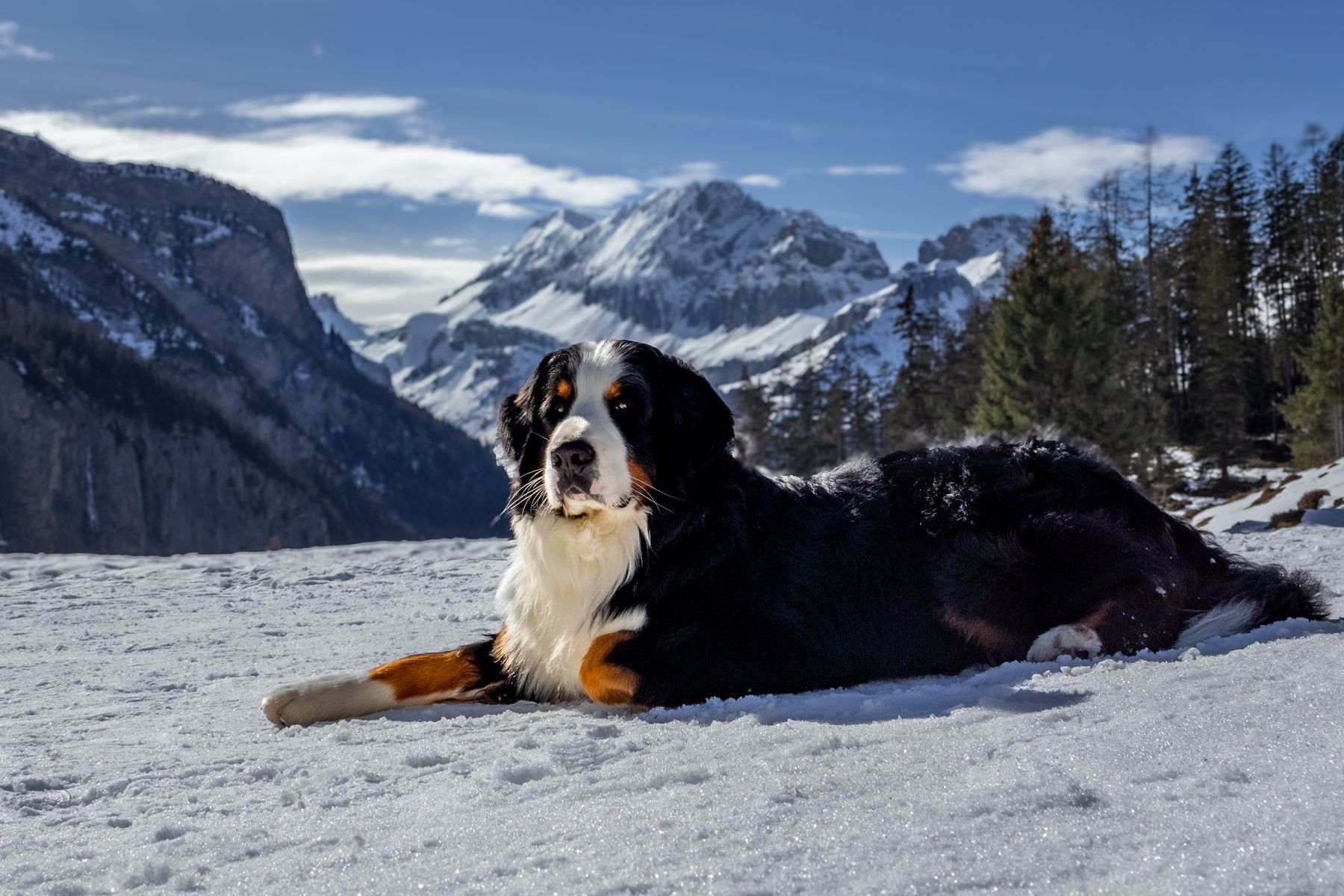 A dog playing in winter snow