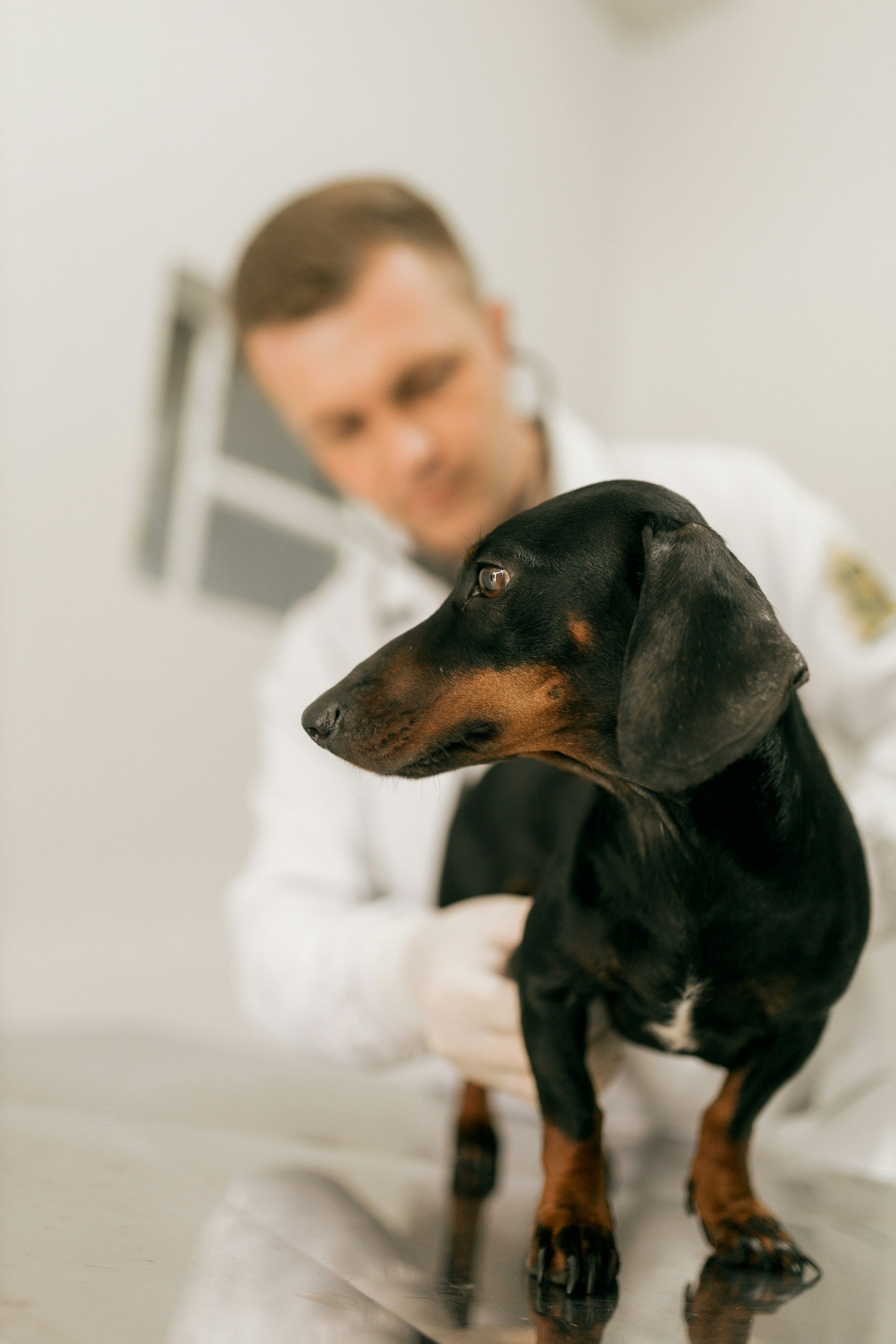 A vet holding paperwork next to a dog